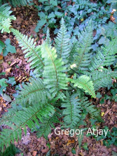 Polystichum makinoi