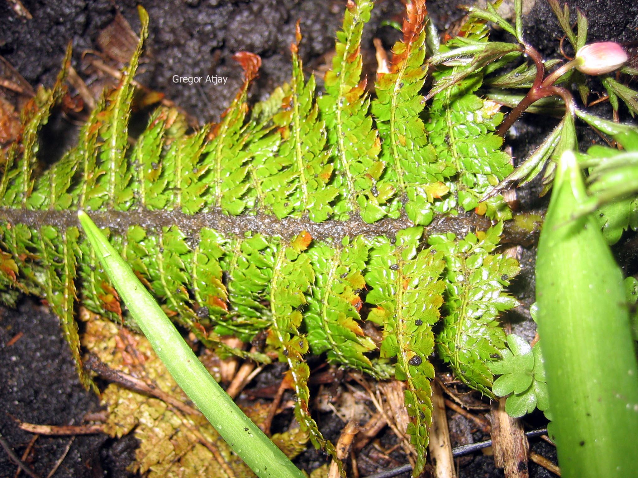 Polystichum setiferum 'Congestum'