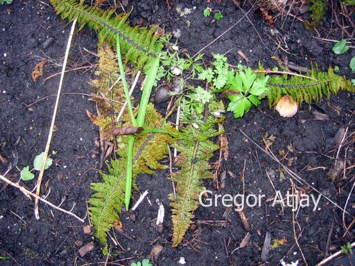 Polystichum setiferum 'Congestum'