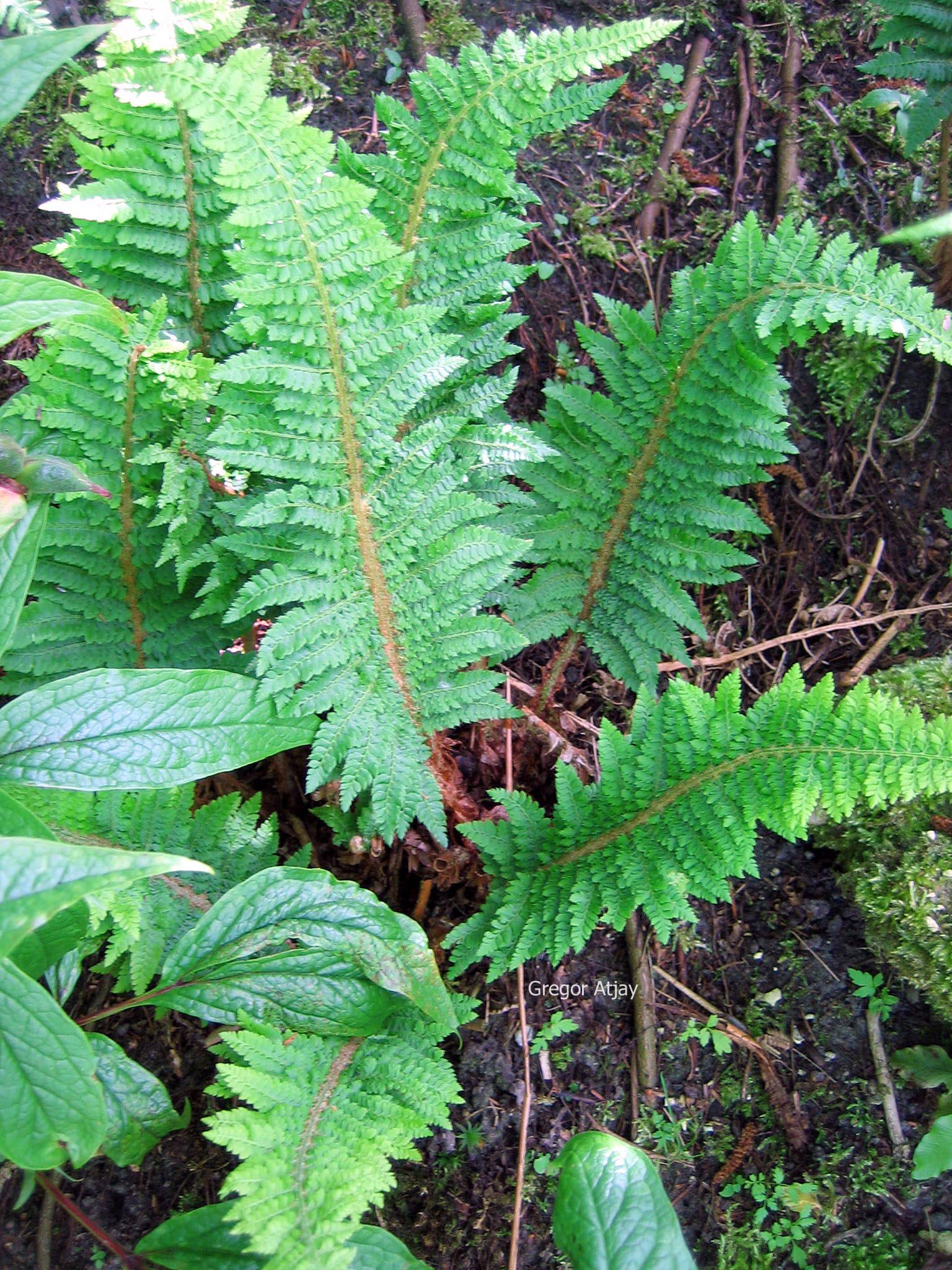 Polystichum setiferum 'Congestum'