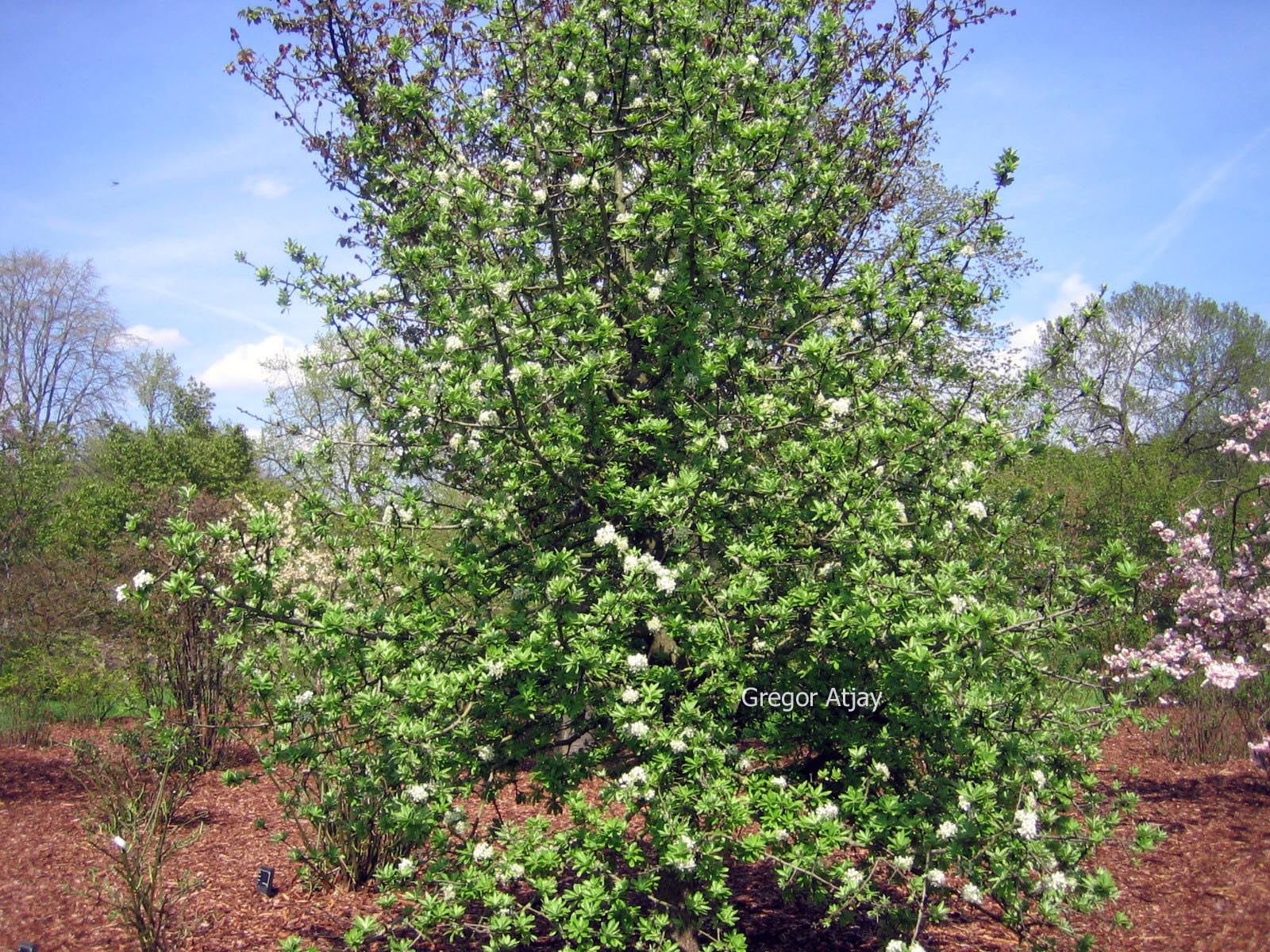 Pyrus elaeagnifolia