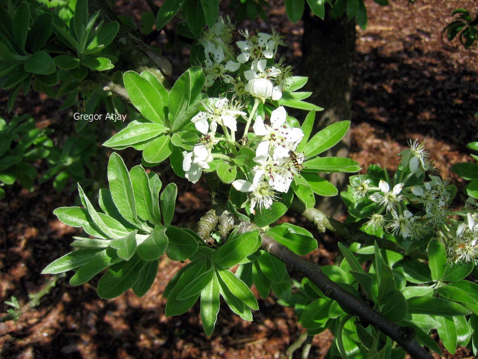 Pyrus elaeagnifolia