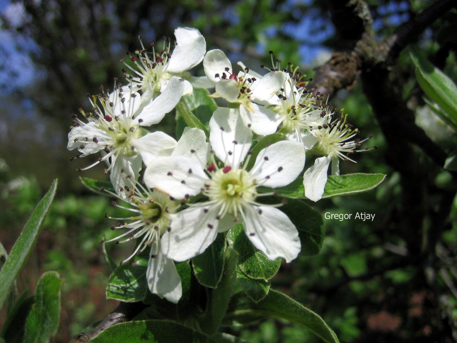 Pyrus elaeagnifolia