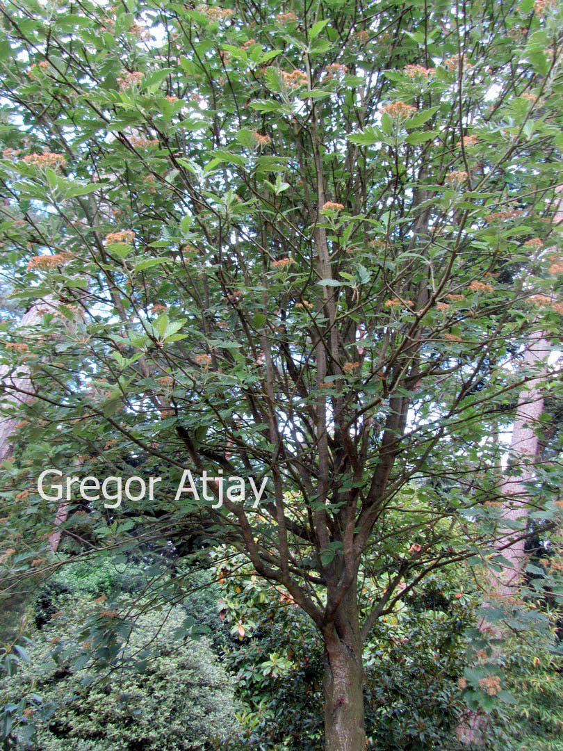Sorbus arranensis