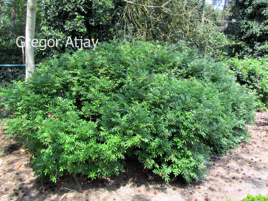 Sorbus sambucifolia