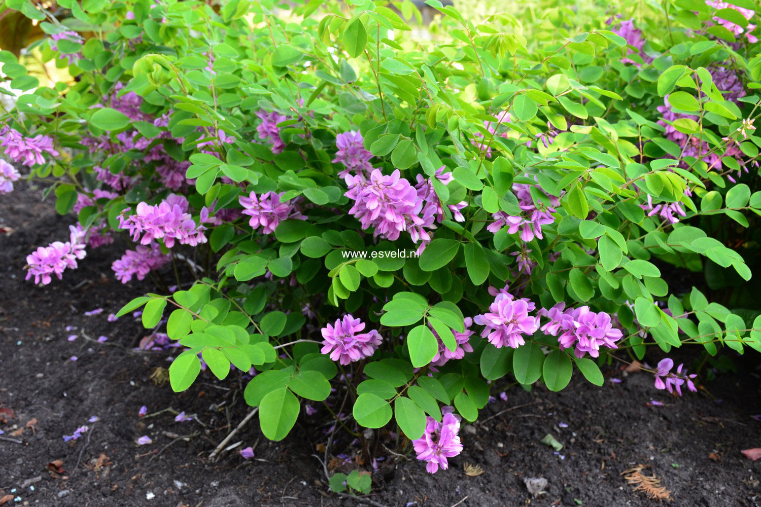 Indigofera kirilowii