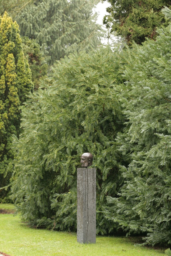 Cephalotaxus harringtonii