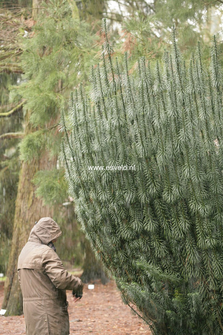 Cephalotaxus harringtonii 'Fastigiata'