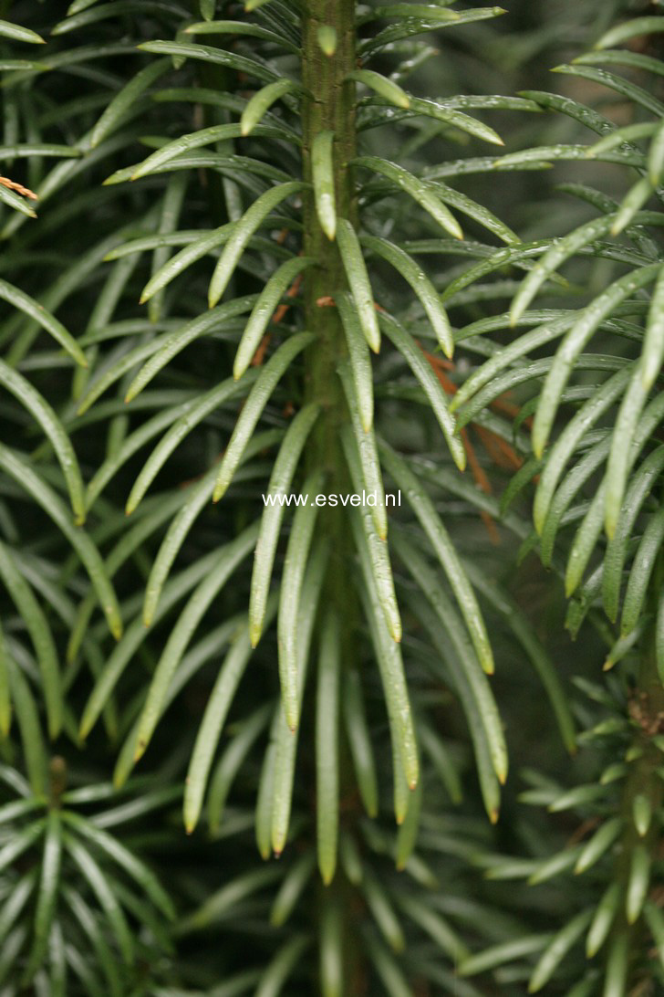 Cephalotaxus harringtonii 'Fastigiata'