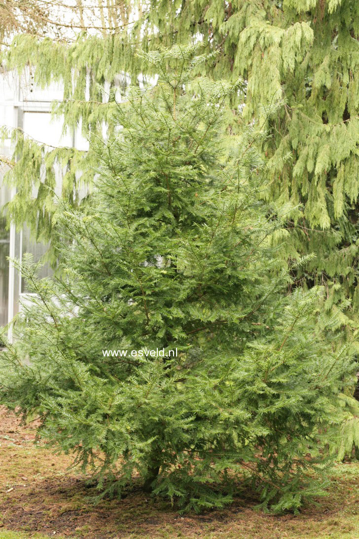 Torreya taxifolia