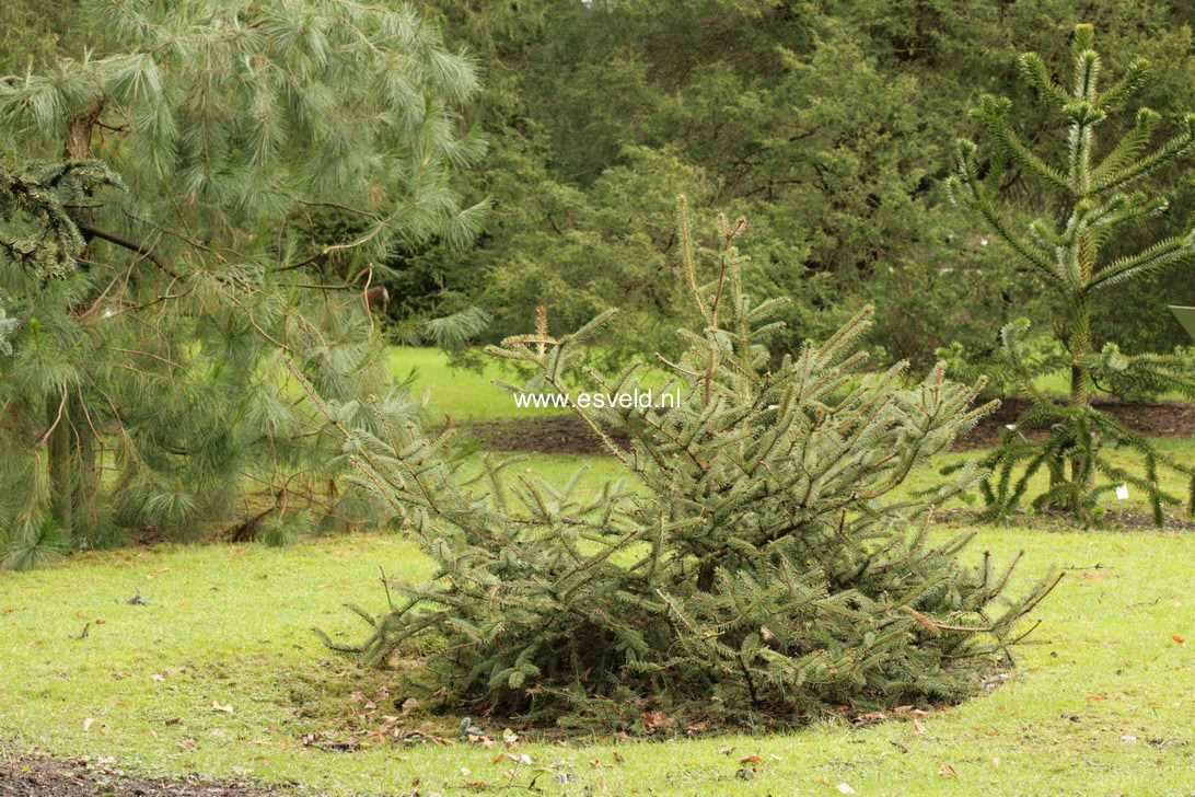 Picea asperata retroflexa