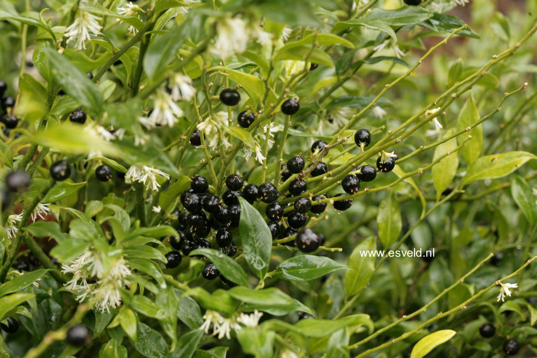 Sarcococca confusa