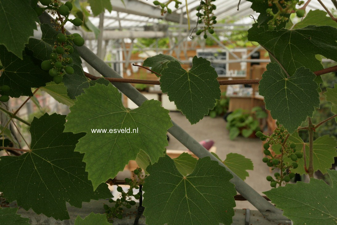 Vitis vinifera