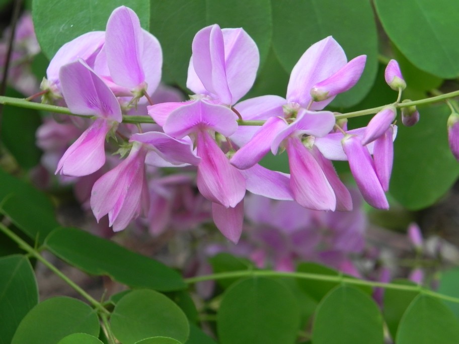 Indigofera kirilowii