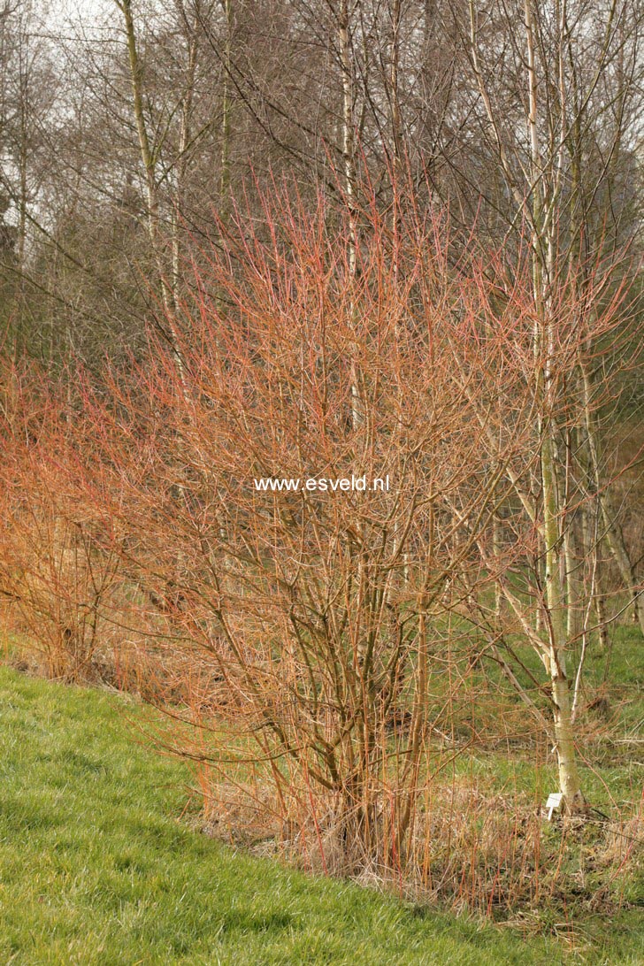 Cornus sanguinea 'Midwinter Fire'