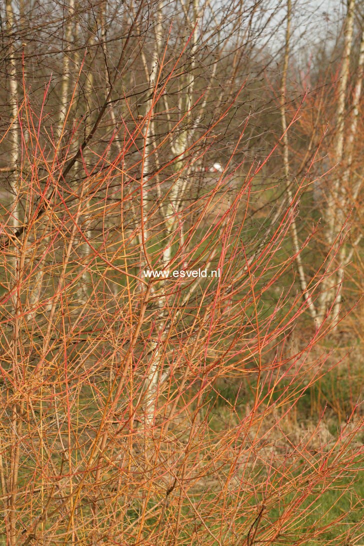 Cornus sanguinea 'Midwinter Fire'