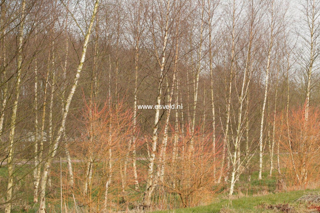 Cornus sanguinea 'Midwinter Fire'