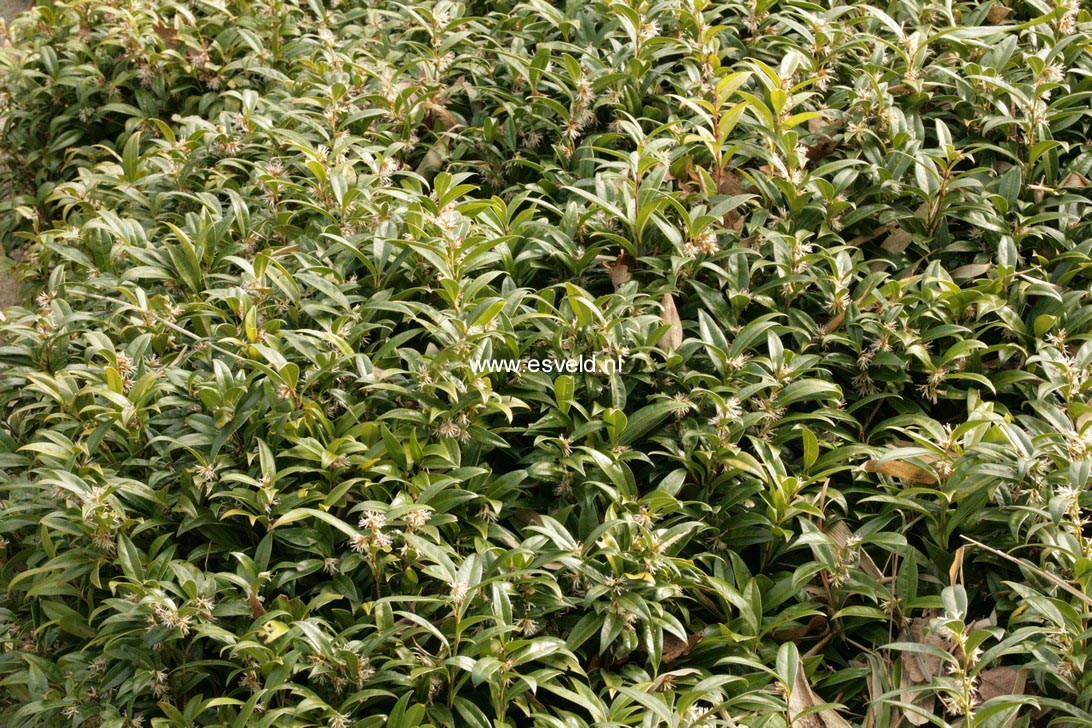 Sarcococca hookeriana humilis