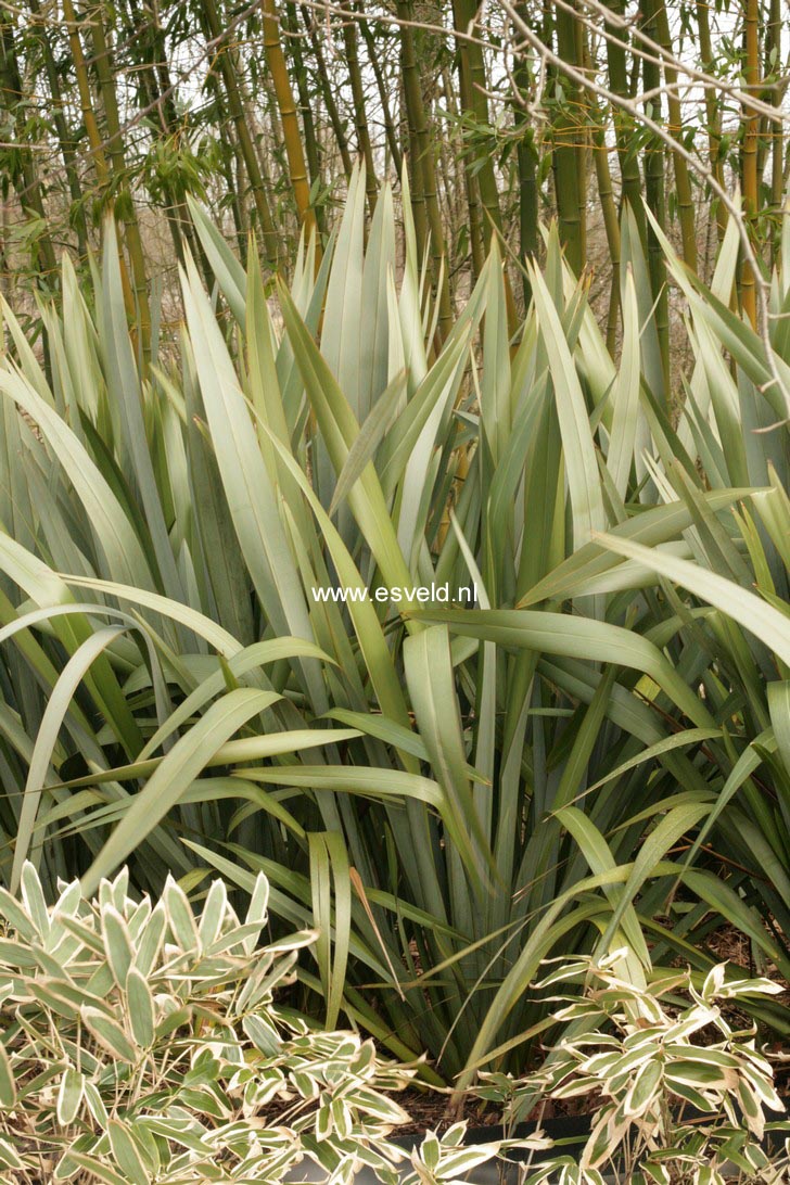 Phormium tenax