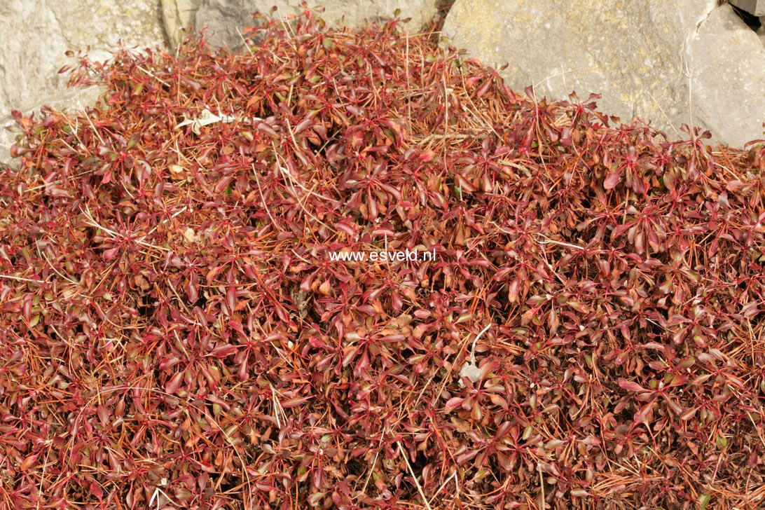 Eriogonum umbellatum