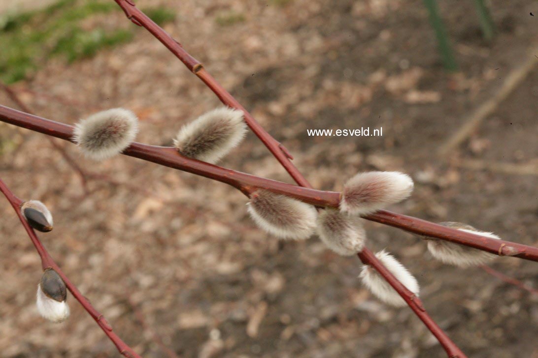 Salix daphnoides