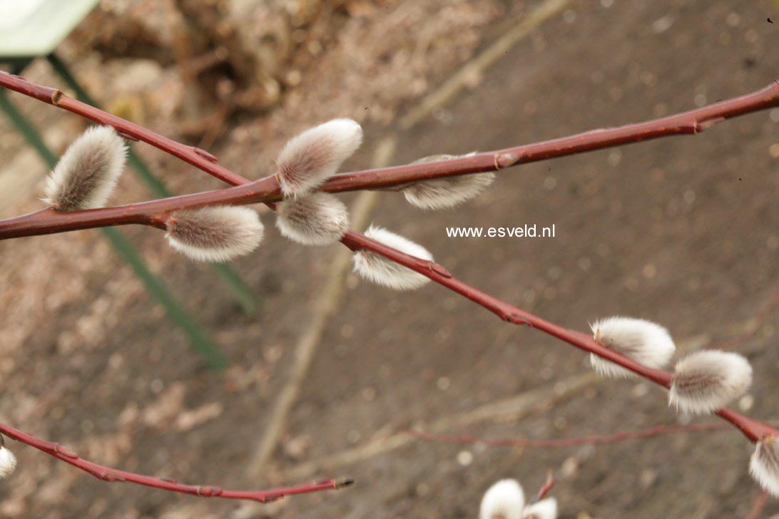 Salix daphnoides