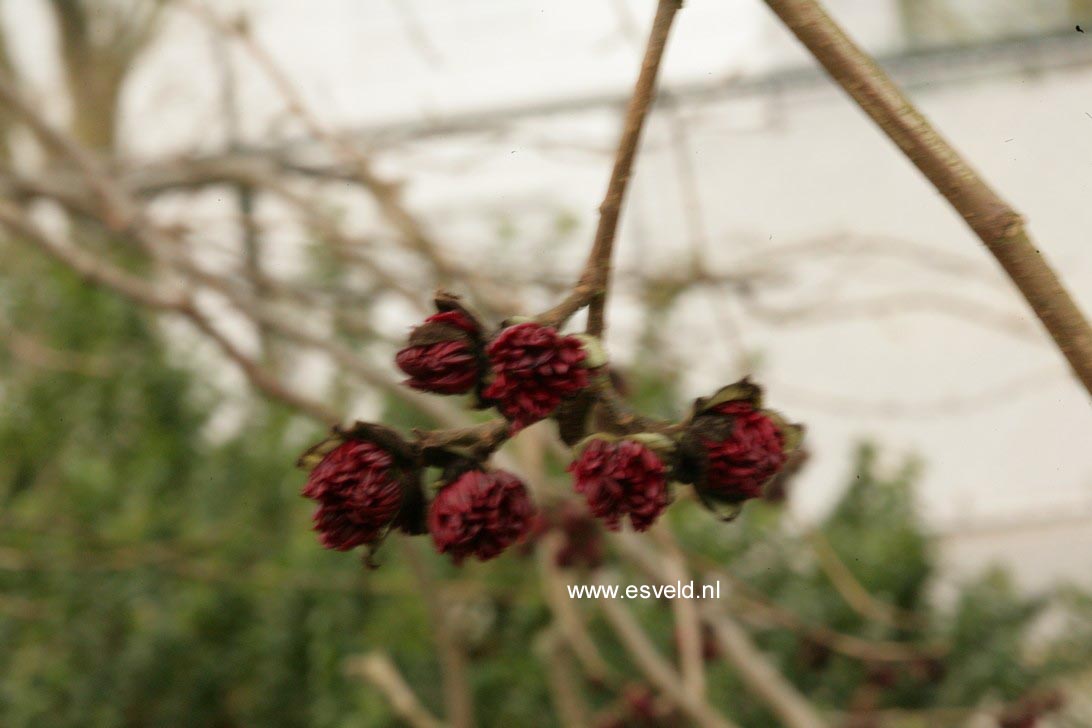 Parrotia persica