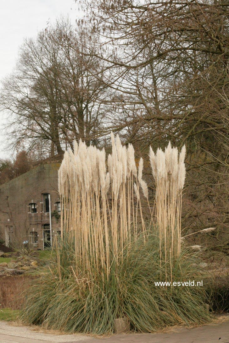 Cortaderia selloana