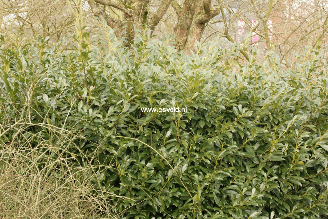 Prunus laurocerasus 'Schipkaensis'