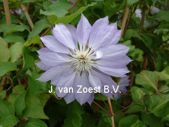 Clematis 'Teshio'