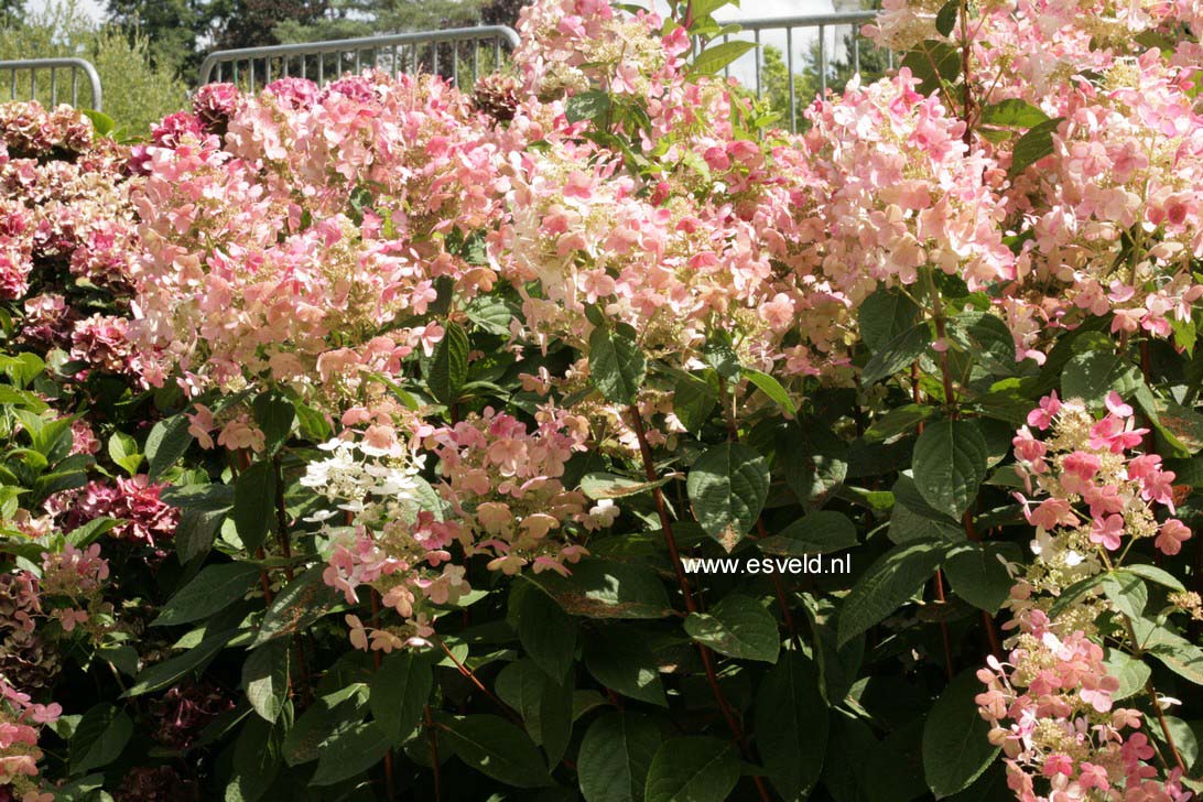 Hydrangea paniculata 'Bulk' (EARLY SENSATION)