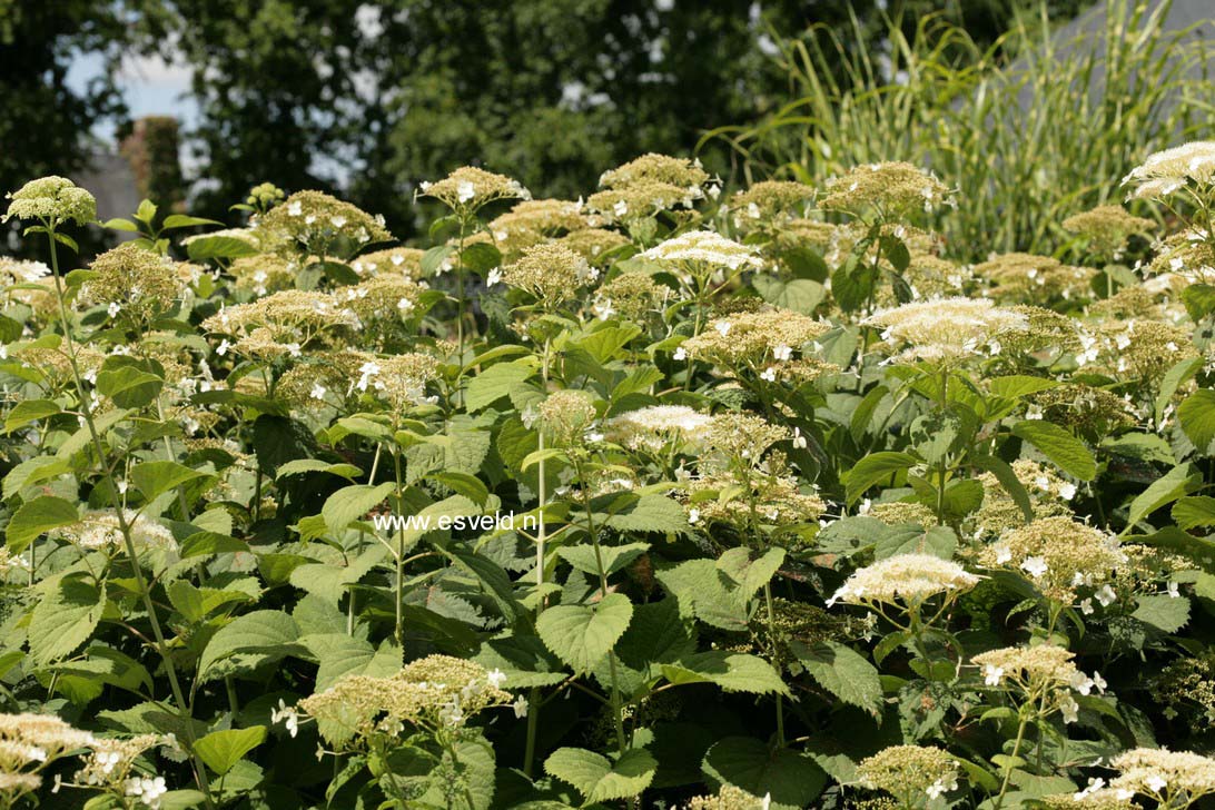 Hydrangea arborescens