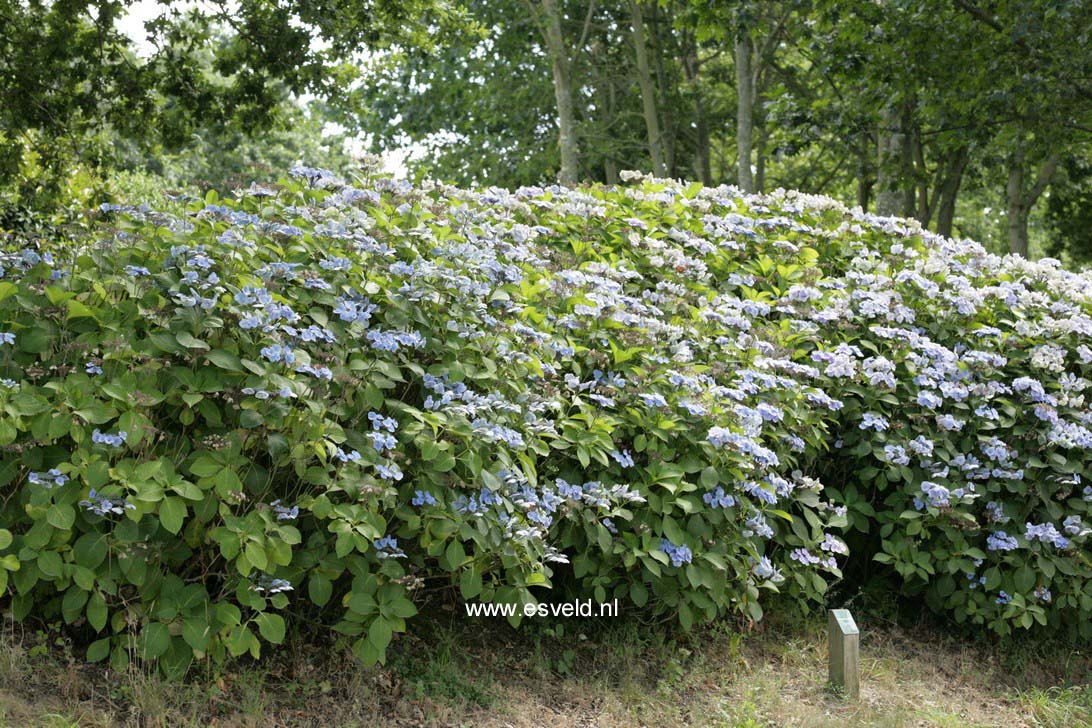 Hydrangea macrophylla 'Blauling'