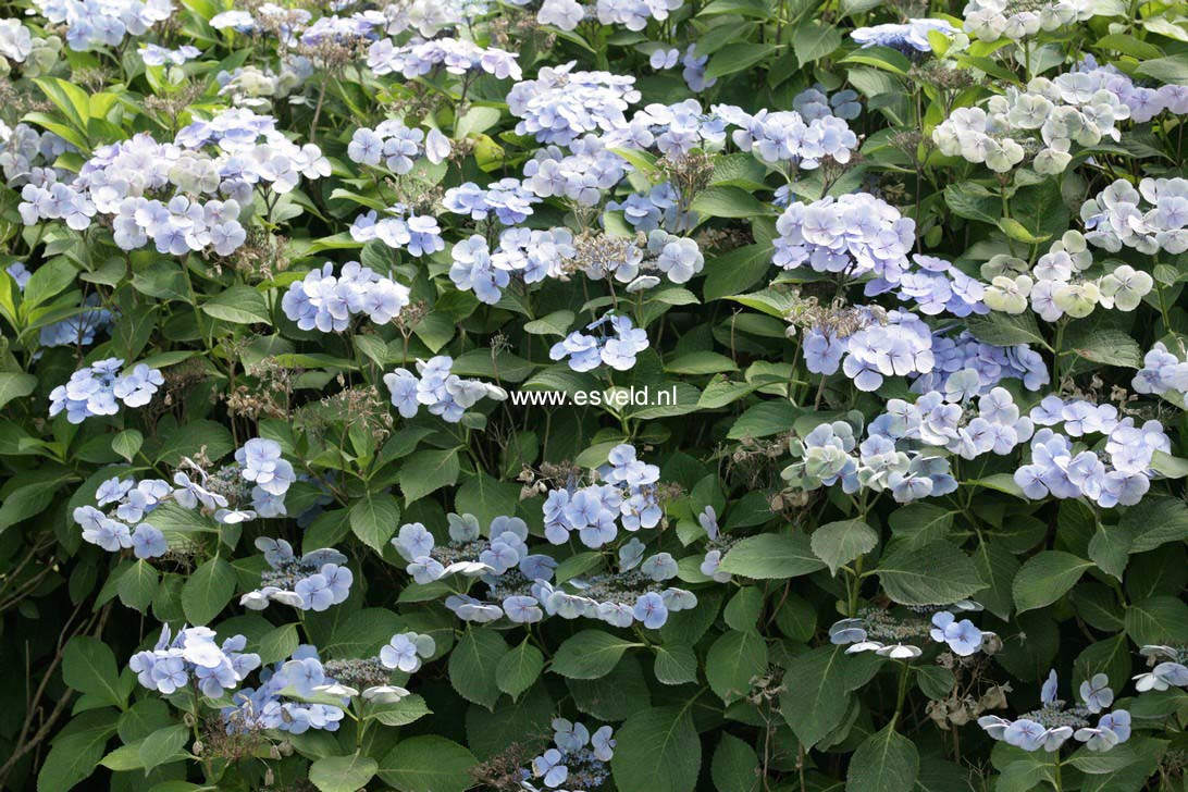 Hydrangea macrophylla 'Blauling'