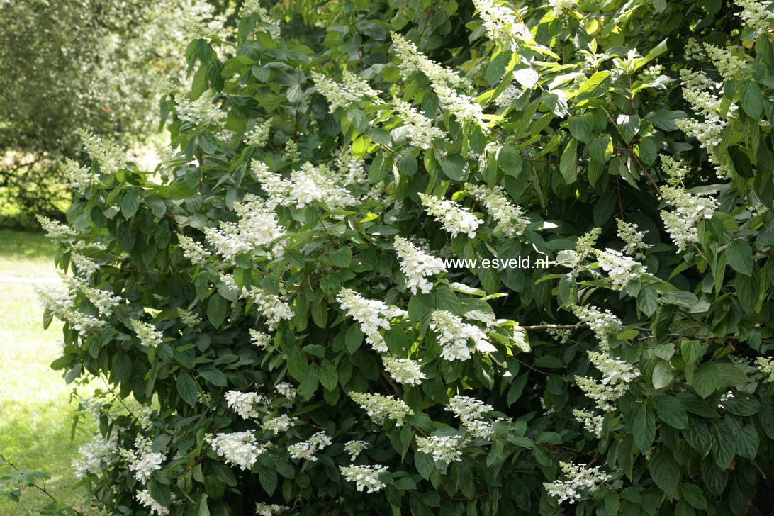 Hydrangea paniculata 'Tardiva'