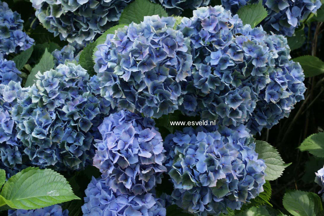 Hydrangea macrophylla 'Hamburg'