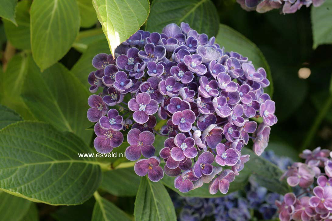 Hydrangea macrophylla 'Hopcorn' (HOVARIA)