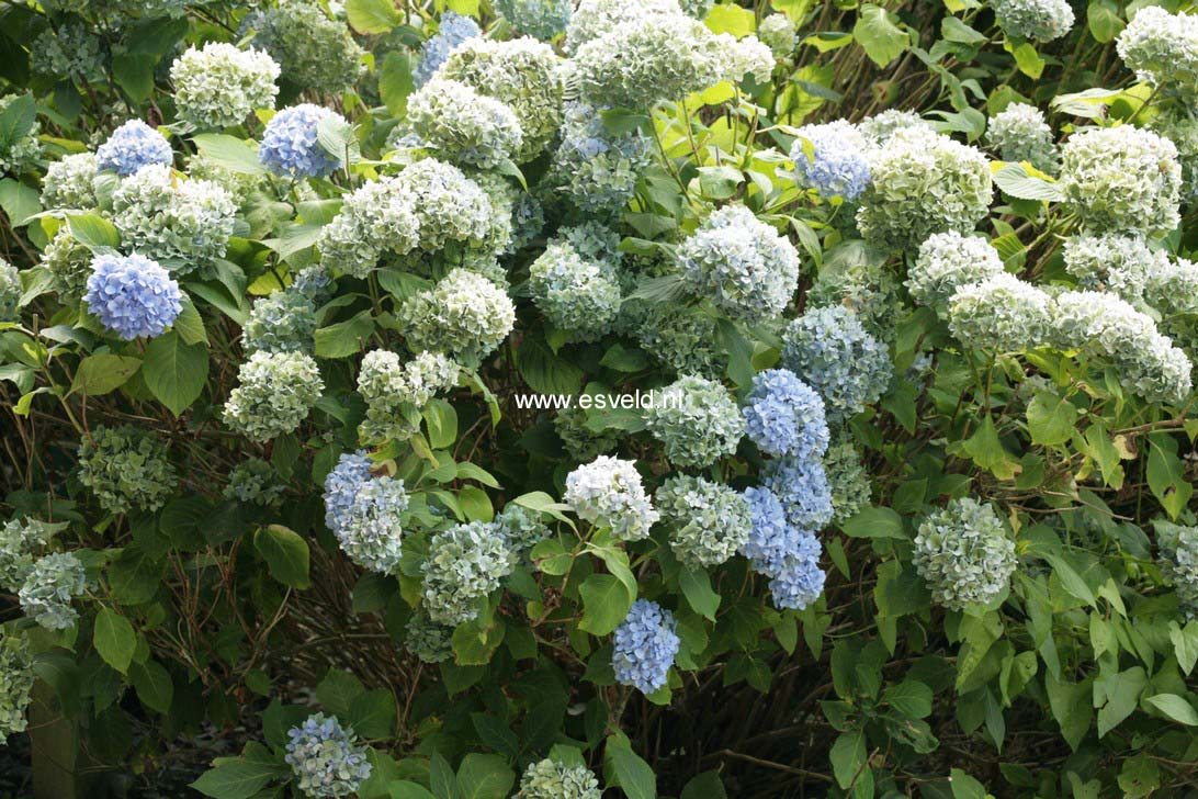 Hydrangea macrophylla 'Nikko Blue'