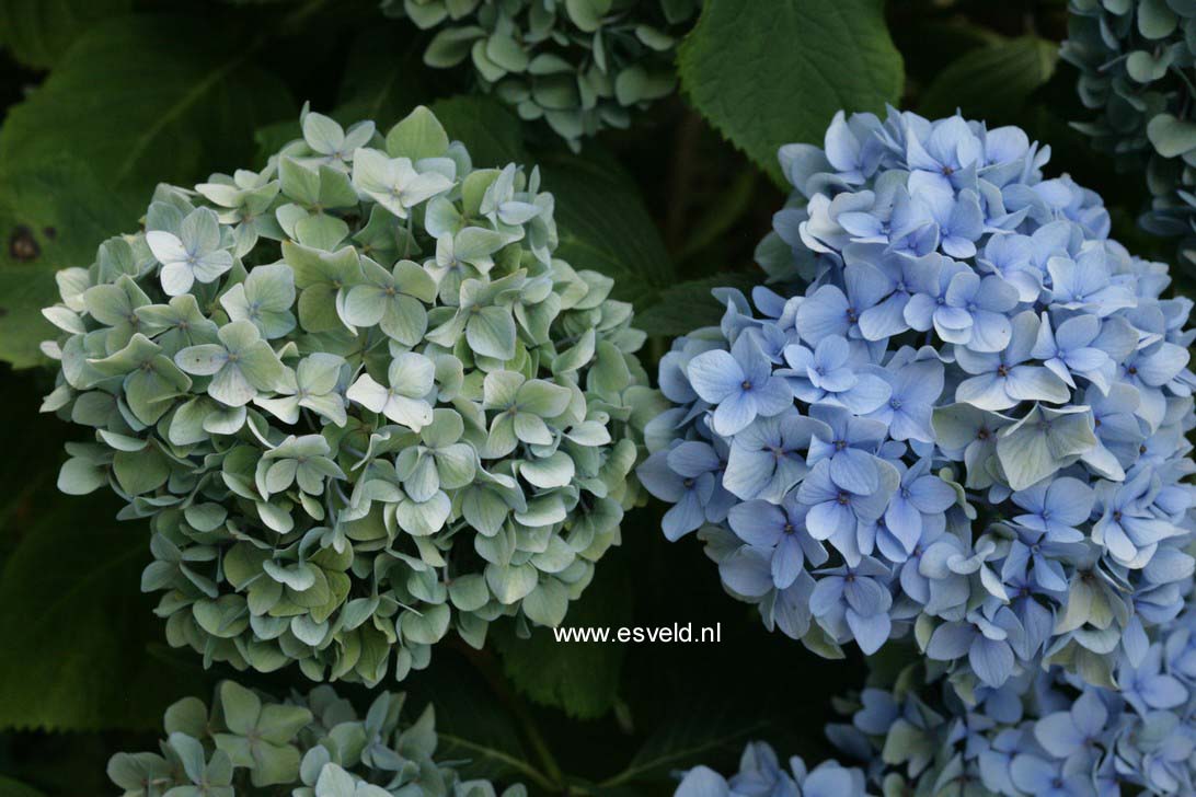 Hydrangea macrophylla 'Nikko Blue'