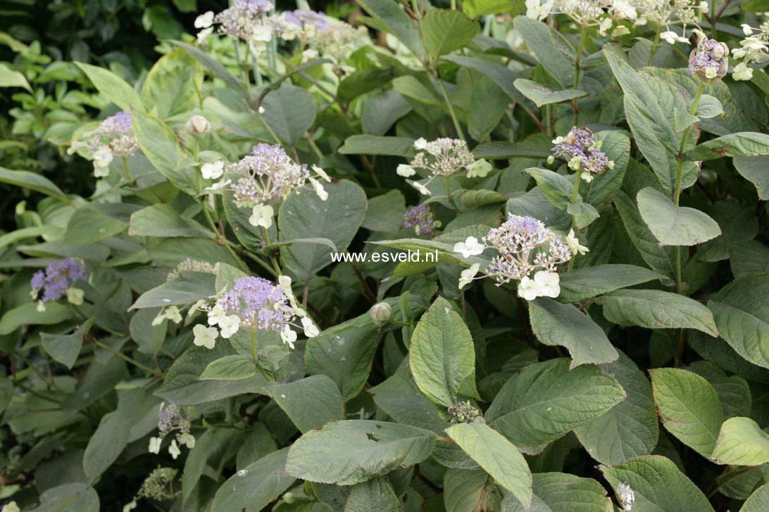 Hydrangea involucrata 'Viridescens'