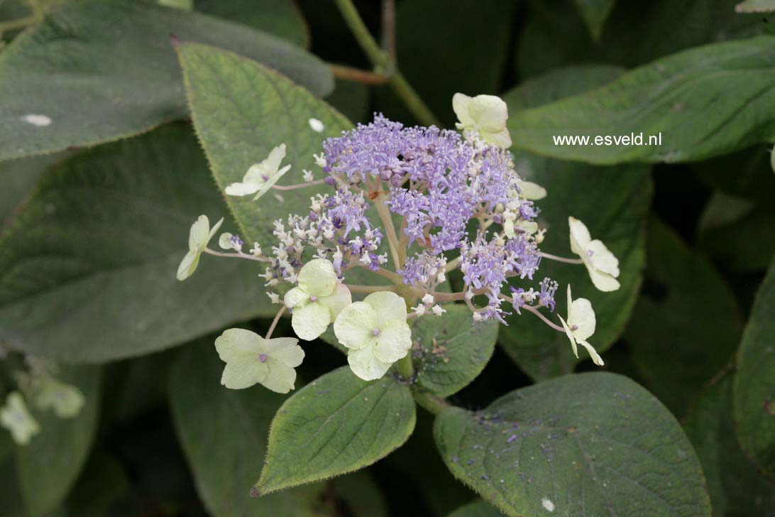 Hydrangea involucrata 'Viridescens'