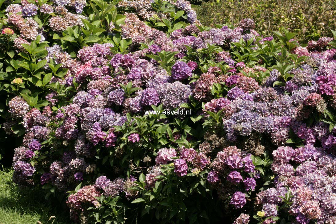 Hydrangea macrophylla 'Pia'