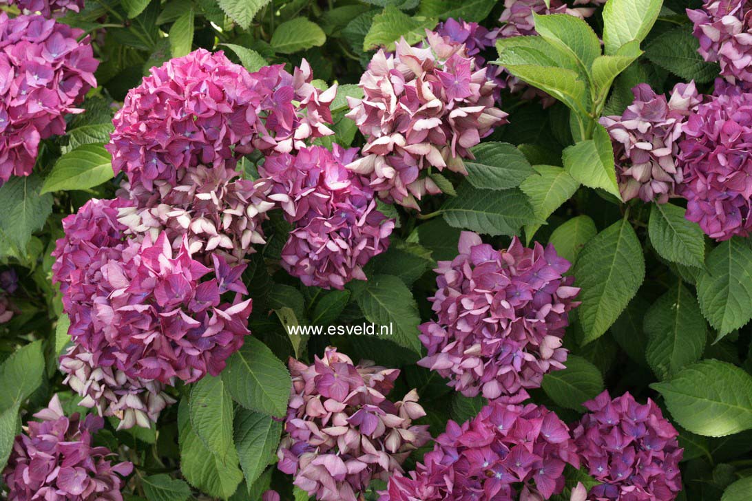 Hydrangea macrophylla 'Selma'