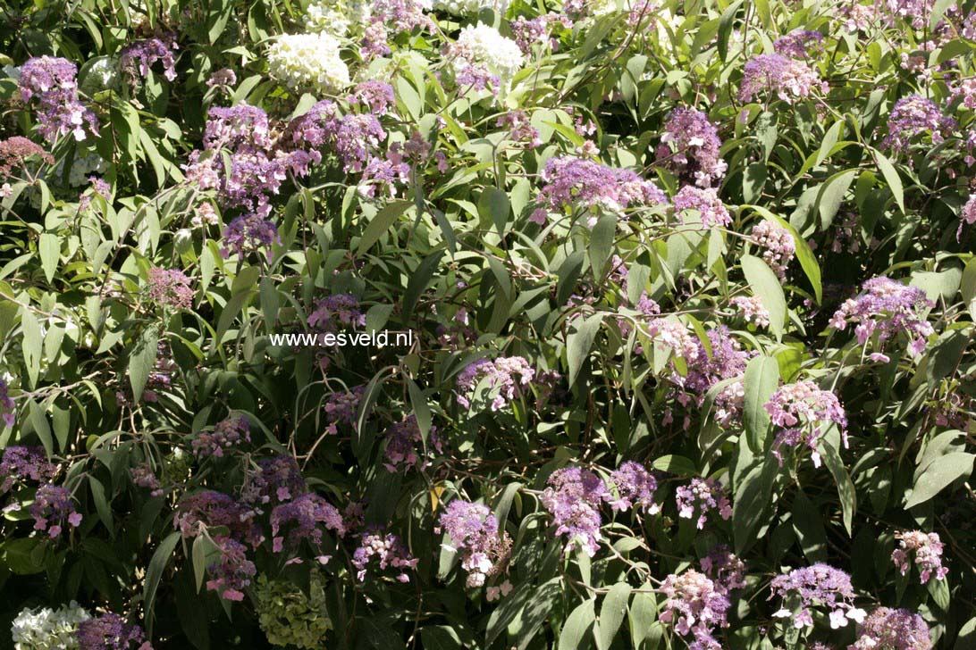 Hydrangea aspera 'Sam McDonald'