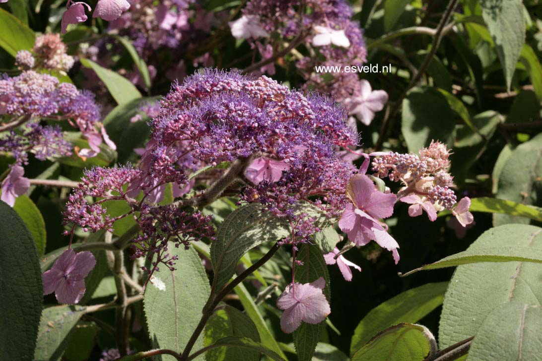 Hydrangea aspera 'Sam McDonald'