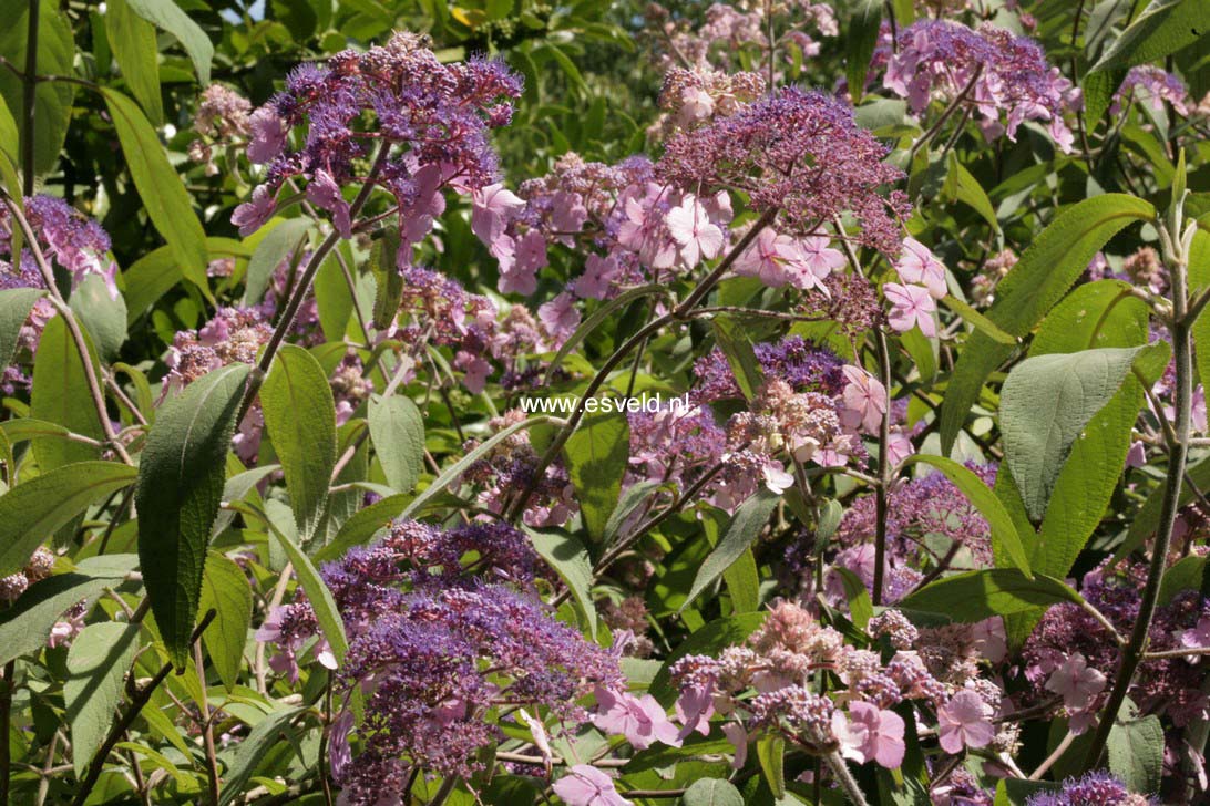 Hydrangea aspera 'Sam McDonald'