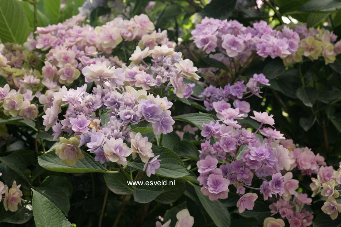 Hydrangea macrophylla 'Youmefour' (PASSION)