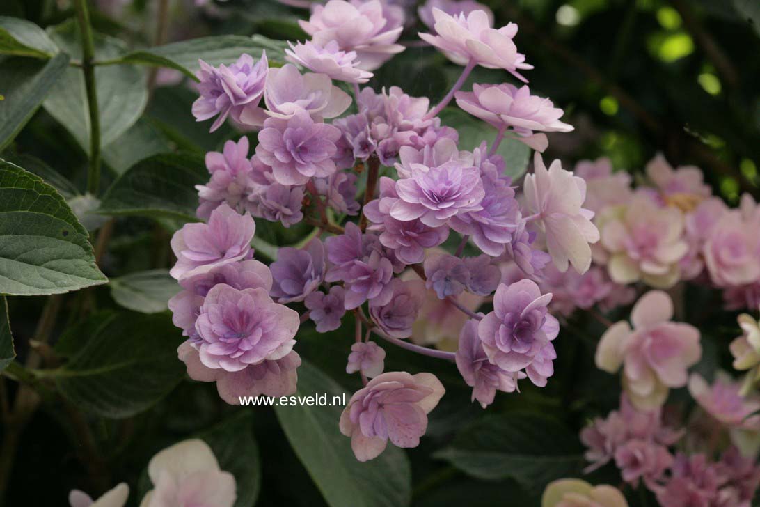 Hydrangea macrophylla 'Youmefour' (PASSION)