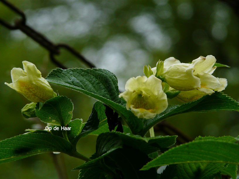 Weigela middendorffiana