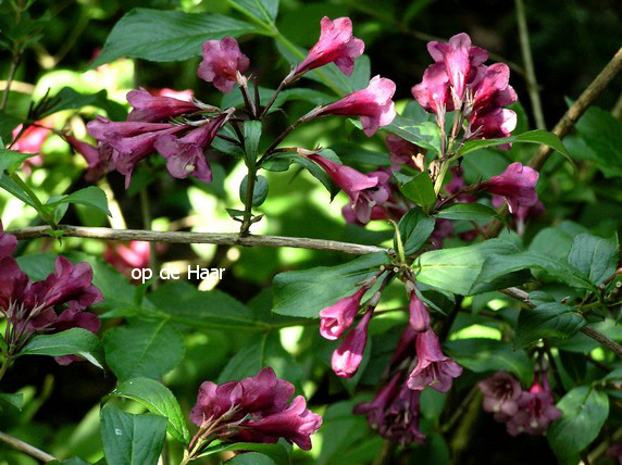 Weigela 'Bristol Ruby'